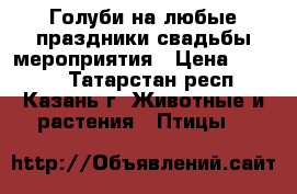 Голуби на любые праздники,свадьбы,мероприятия › Цена ­ 1 000 - Татарстан респ., Казань г. Животные и растения » Птицы   